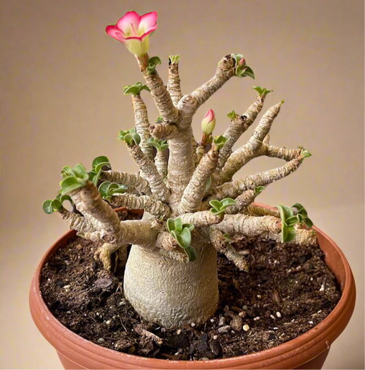 Dorset Horn Adenium Arabicum - Desert Rose 6” Pot