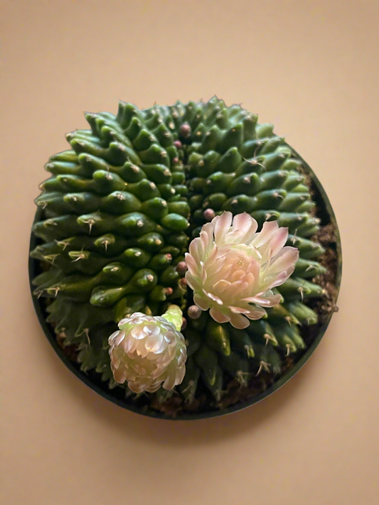 4.5” Gymnocalycium mihanovichii Inermis Cristata ‘Spineless’