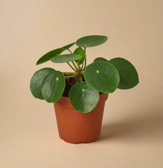 4” Pilea Peperomioides – Chinese Money Plant