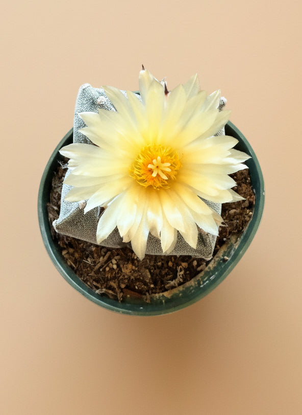 Astrophytum Myriostigma - Bishop's Cap - 4.5”