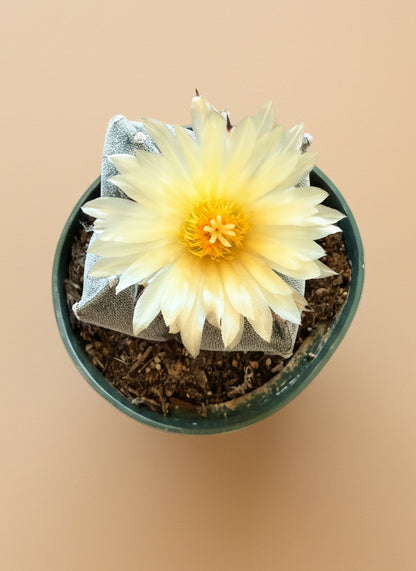 Astrophytum Myriostigma - Bishop's Cap - 4.5”