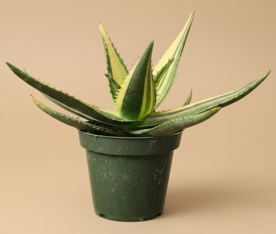 Variegated Aloe Nobilis - 4.5” pot