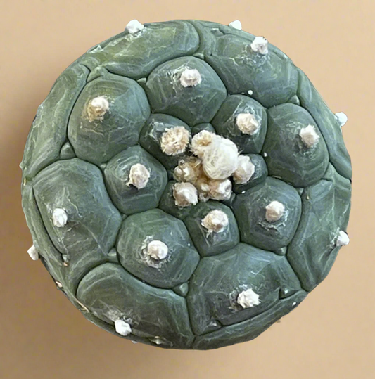 Astrophytum Asterias cv. Kikko Nudum “Lizard Skin” - 4.5” pot