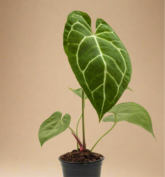 Anthurium Crystallinum