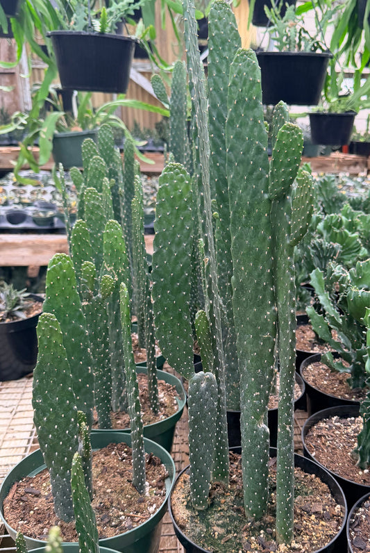 Consolea rubescens - Road Kill Cactus 8” Pot