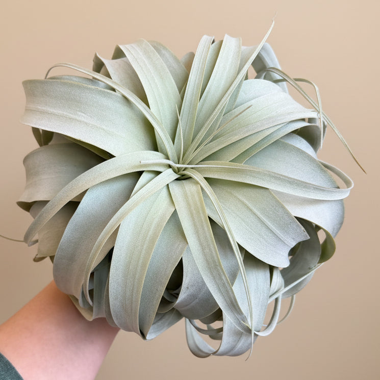 Tillandsia Xerographica - King Air Plant Large