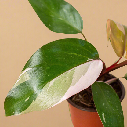 Philodendron 'Pink Princess'