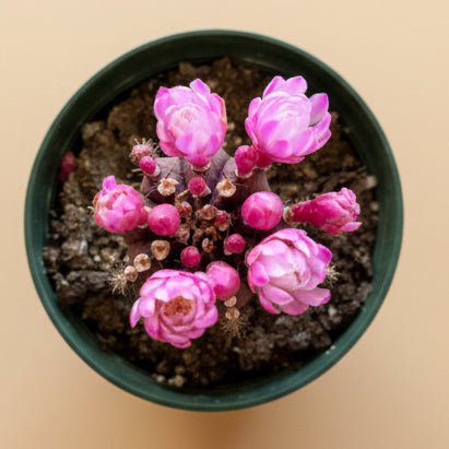 Grafted Purple Moon Cactus - Gymnocalycium mihanovichii Hibotan