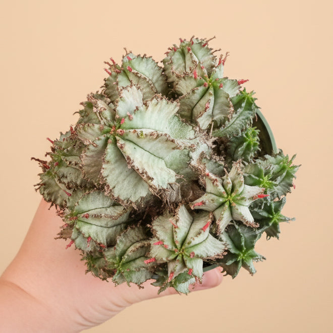 Euphorbia Horrida - White Form 4.5” pot