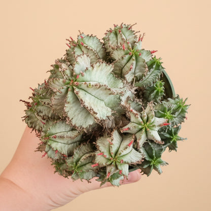 Euphorbia Horrida - White Form 4.5” pot