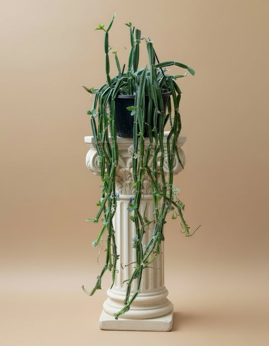 Cucumber Cactus (Cissus quadrangularis) on a decorative white column against a beige background