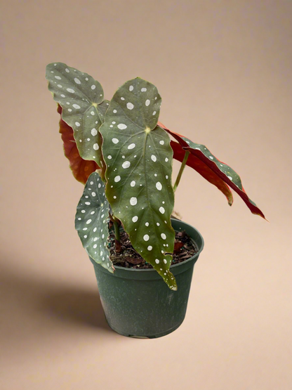 Begonia 'Maculata'