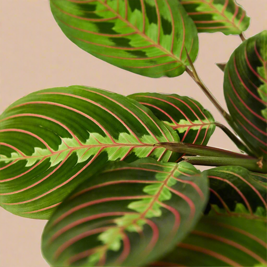 Maranta Red Vein Red Prayer