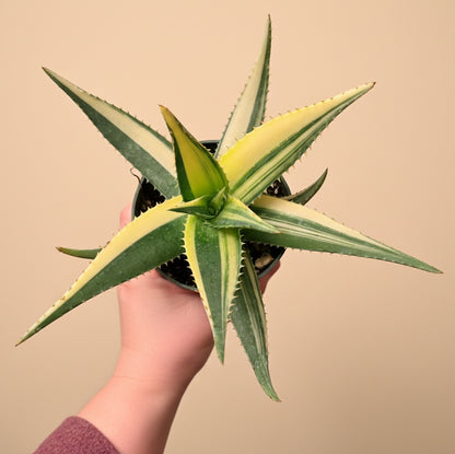 Variegated Aloe Nobilis - 4.5” pot
