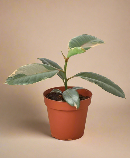 Ficus Elastica 'Ruby Pink'