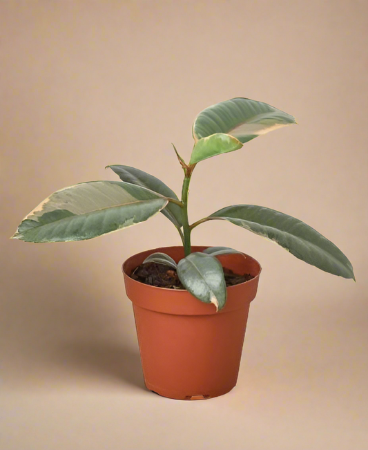 Ficus Elastica 'Ruby Pink'