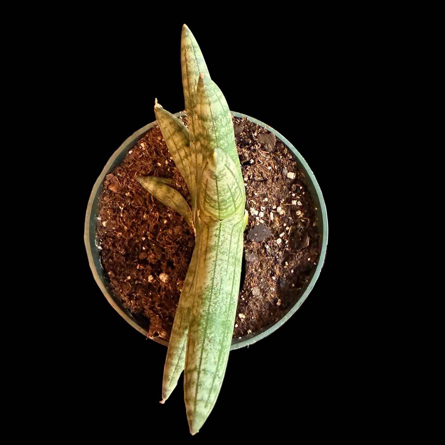 Sansevieria ‘Bonji’ - 4.5” pot