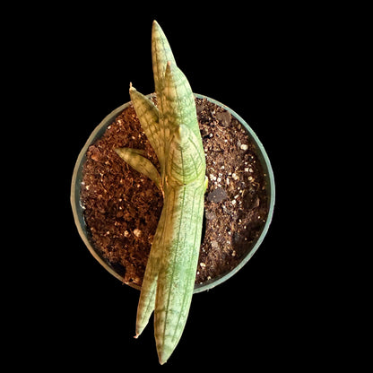 Sansevieria ‘Bonji’ - 4.5” pot