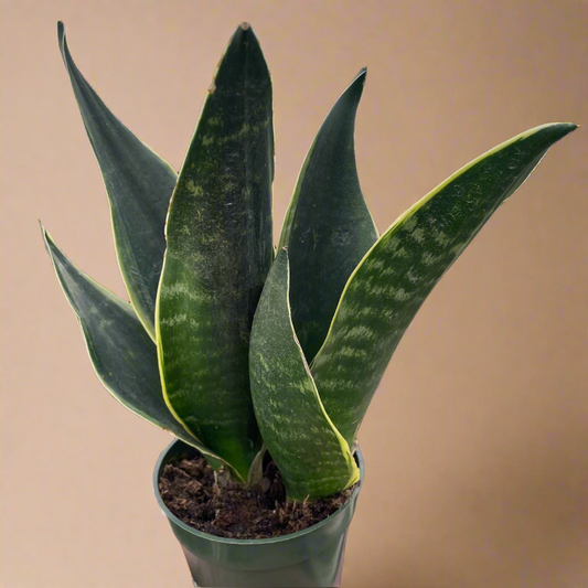 Sansevieria Trifasciata ‘Fabi’ – Snake Plant