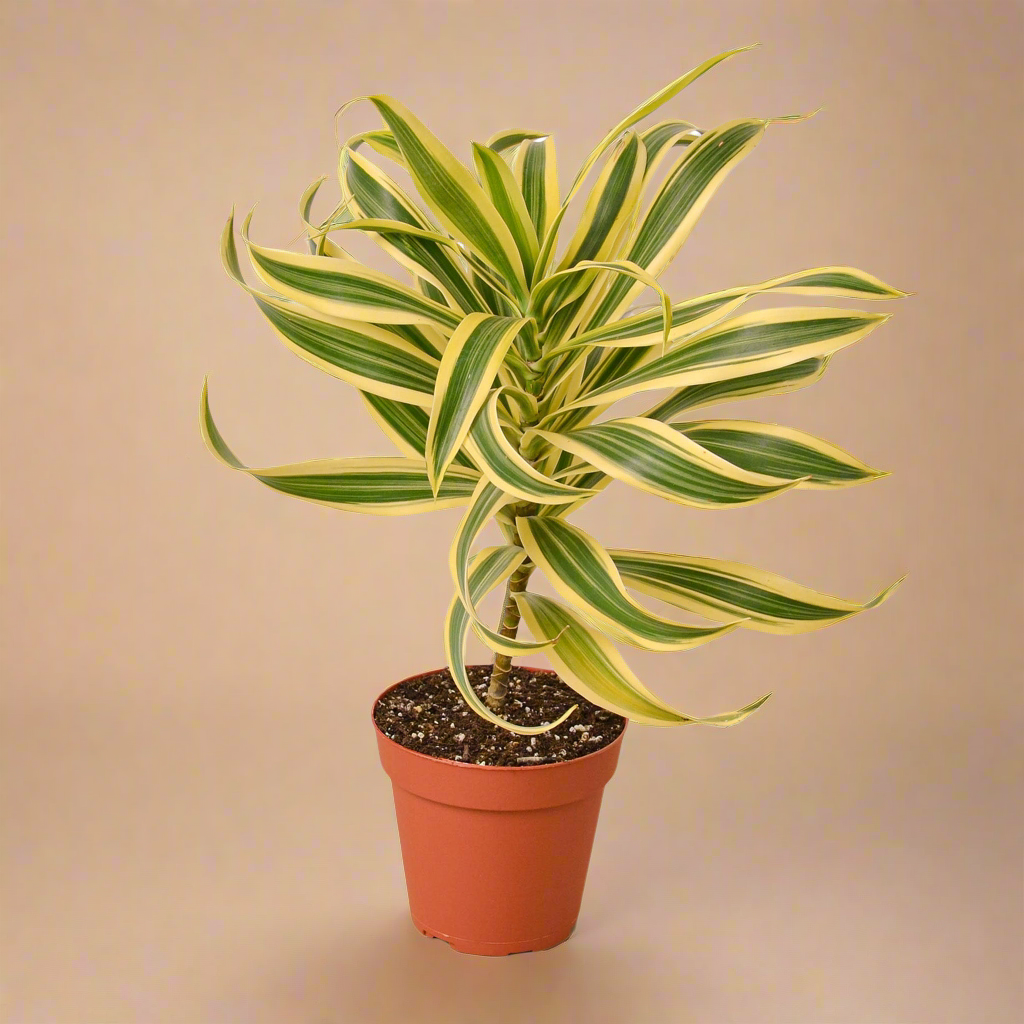 Dracaena 'Song of India'