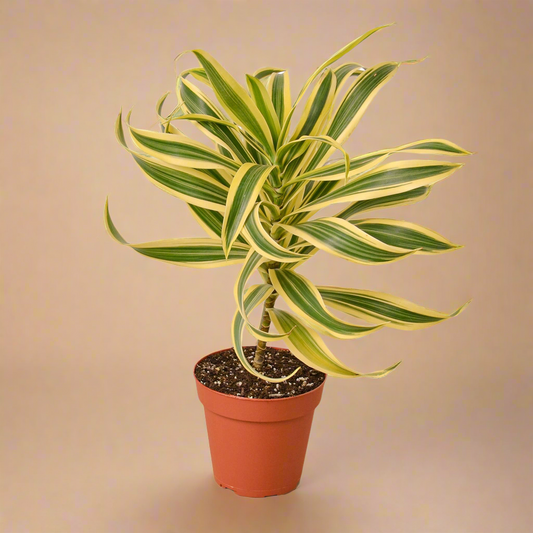 Dracaena 'Song of India'