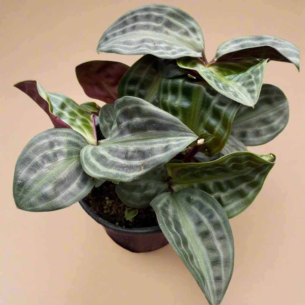 Geogenanthus Poeppigii Seersucker Plant