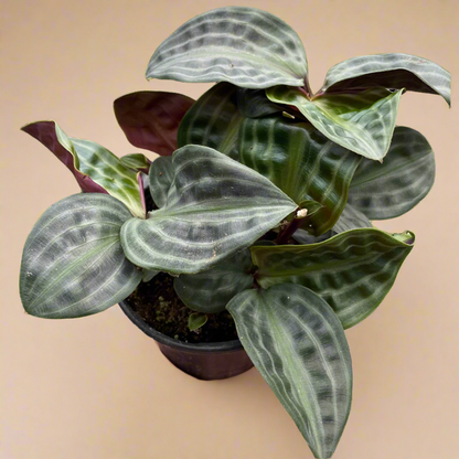 Geogenanthus Poeppigii Seersucker Plant