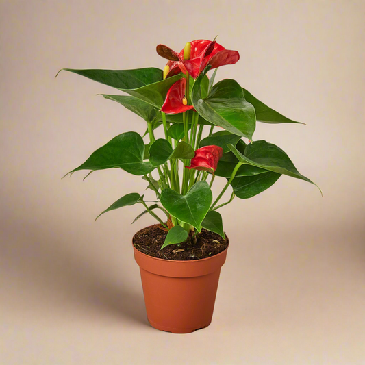 Anthurium Andraeanum ‘Red Flower’
