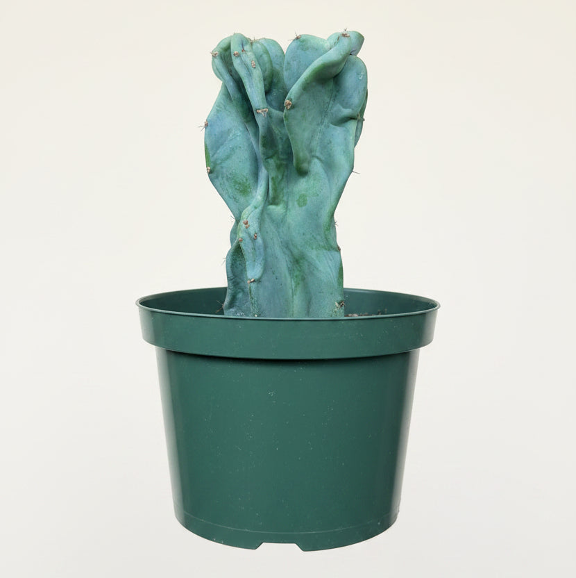 Monstrose Apple Cactus 'Cereus peruvianus monstrose' 8” pot