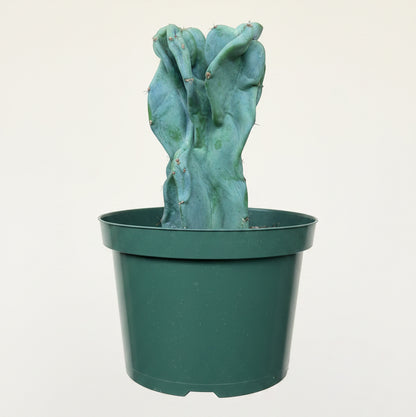 Monstrose Apple Cactus 'Cereus peruvianus monstrose' 8” pot
