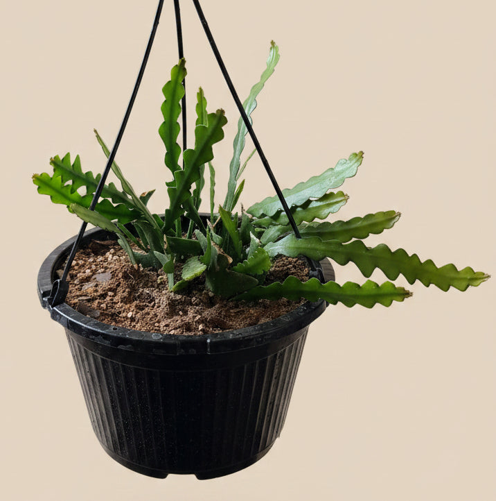 Ric Rac - Fishbone Cactus 10” HB