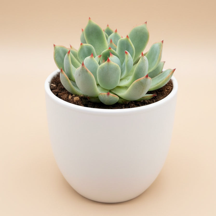 Echeveria Lindsayana (Parva) – 4.5” Pot