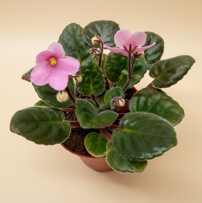 African Violet 'Pink'