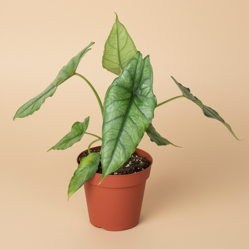 Alocasia 'Dragons Breath'