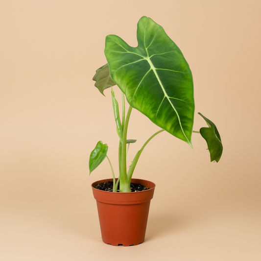 Alocasia Micholitziana 'Frydek'