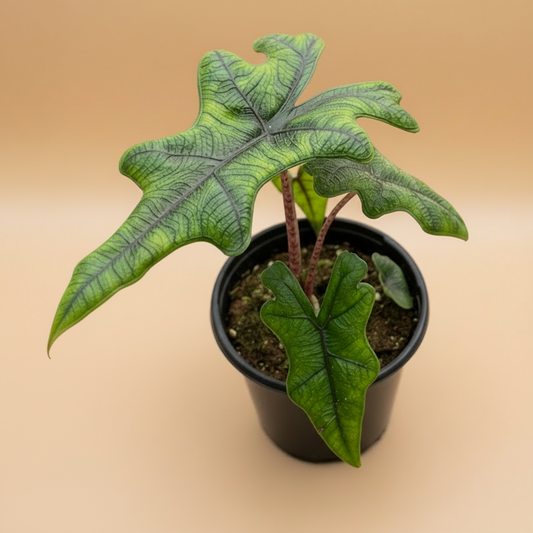 Alocasia 'Jacklyn'