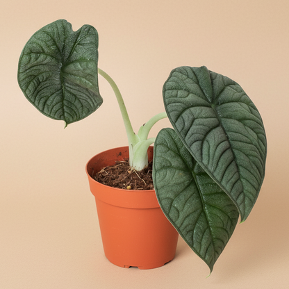 Alocasia 'Melo'