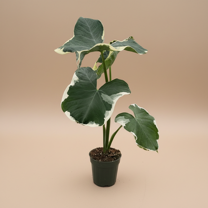 Alocasia 'Mickey Mouse' (Xanthosoma sagittifolium 'Variegatum Monstrosum')