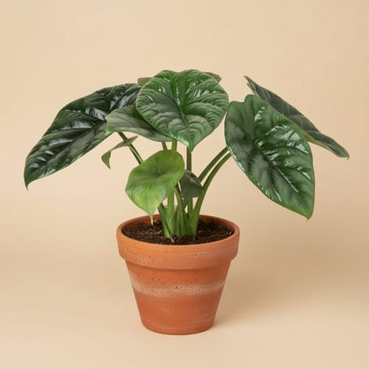 Alocasia 'Mirror Face' - 4" Pot