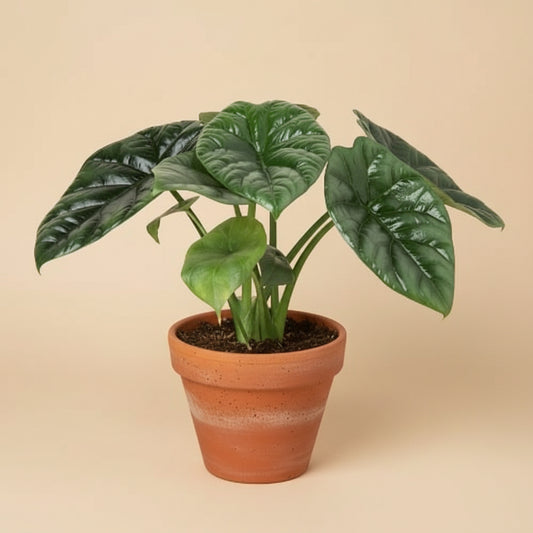 Alocasia 'Mirror Face' - 4" Pot
