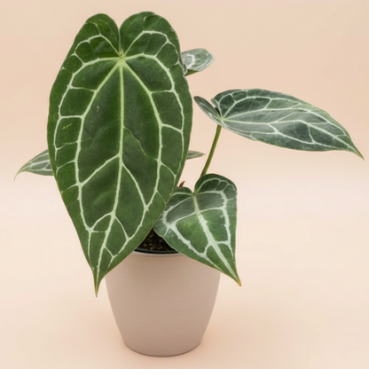 Anthurium Crystallinum