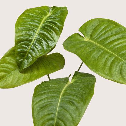 Anthurium 'Veitchii'