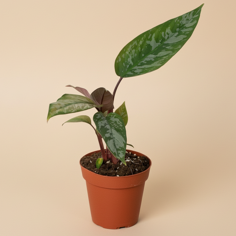 Apoballis 'Purple Sword'