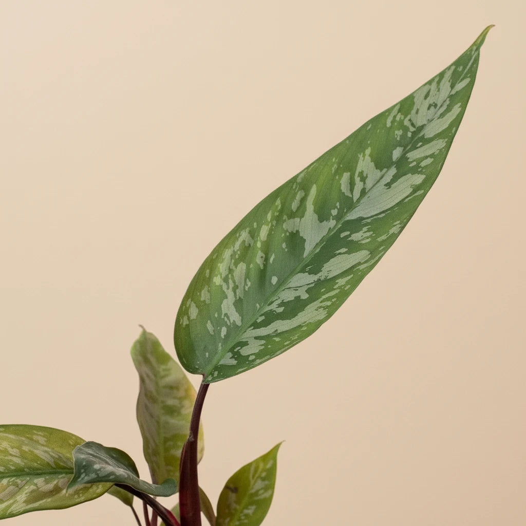 Apoballis 'Purple Sword'