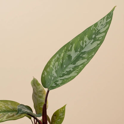 Apoballis 'Purple Sword'