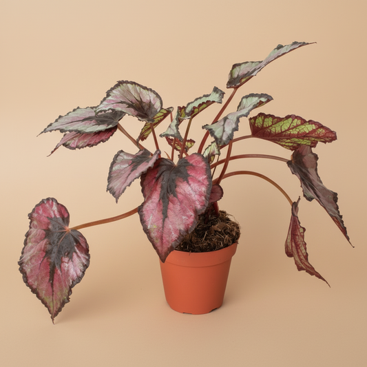 Begonia 'Rex' - 4" Pot