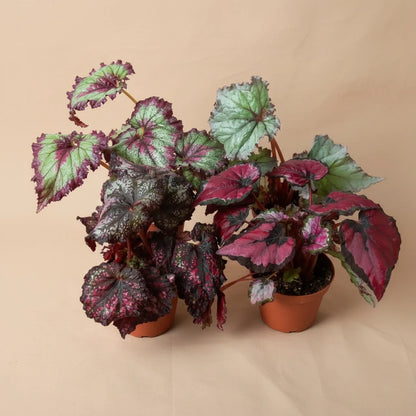 Begonia 'Rex' - 4 Pack Variety