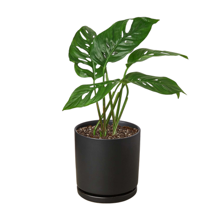 Monstera Adansonii 'Swiss Cheese'