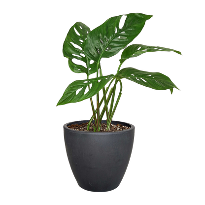 Monstera Adansonii 'Swiss Cheese'