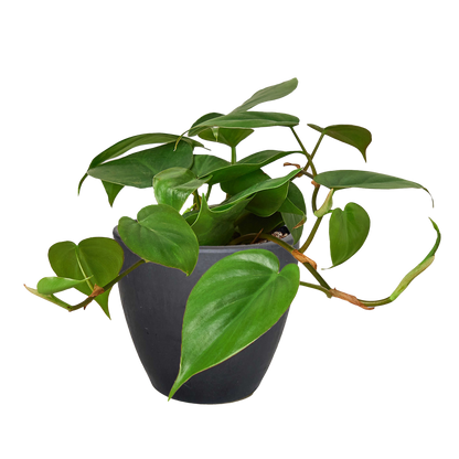 Philodendron Cordatum Heartleaf